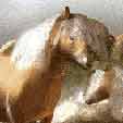 des chevaux